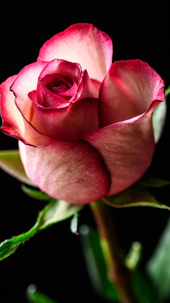 Pink rose bud by susan newgewirtz