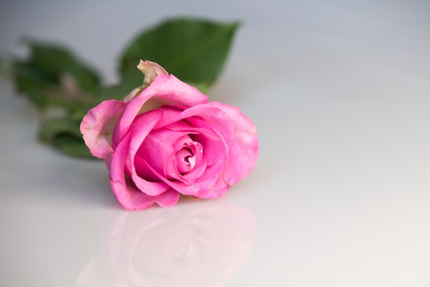 Premium photo beautiful fresh pink rose rosebud isolated on white background