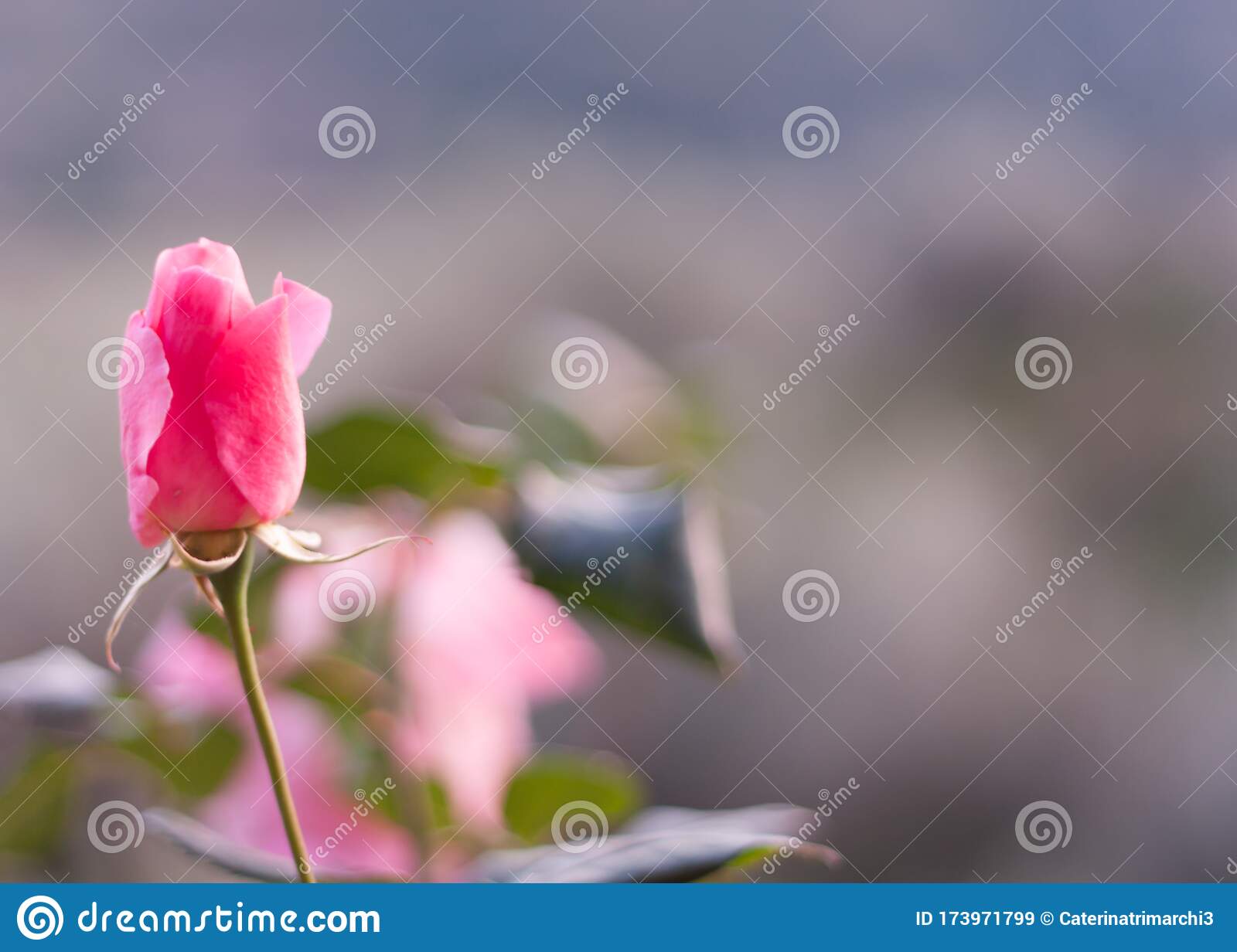 Delicate pink rosebud on blurred background fantasy foto for wallpaper and holliday card with defocus foreground stock image