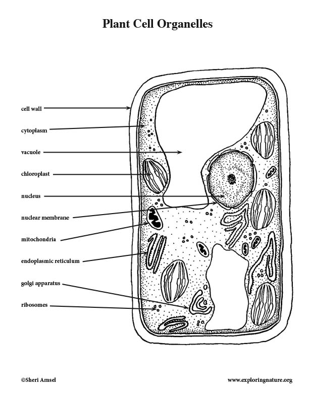 Plant cell labeled coloring page