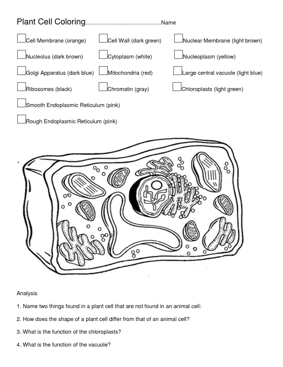 Simple plant and animal cell coloring cells worksheet animal cell animal cells worksheet