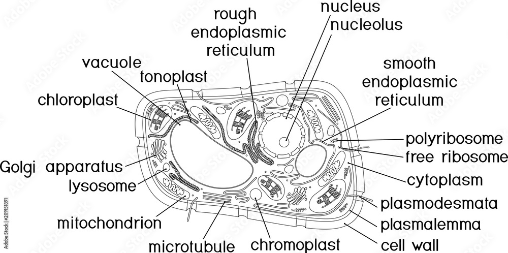 Coloring page structure of plant cell with titles vector