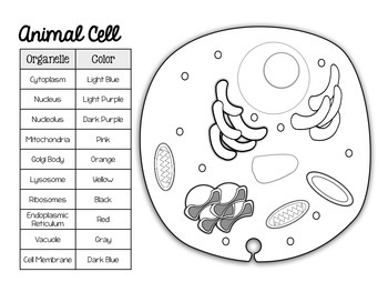 Animal and plant cell match and color pages freebie by smith science and lit