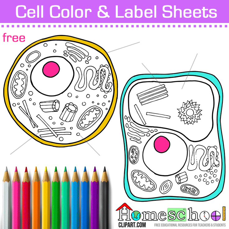 Cell coloring page plant and animal cells homeschool science science classroom