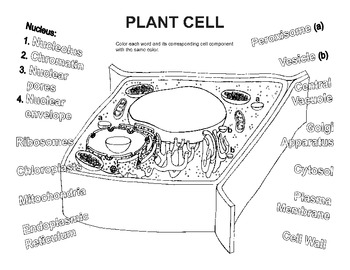 Plant cell coloring worksheet by bioart tpt
