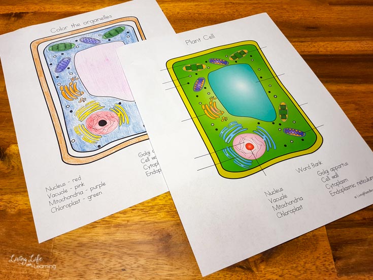Plant cell coloring worksheet story