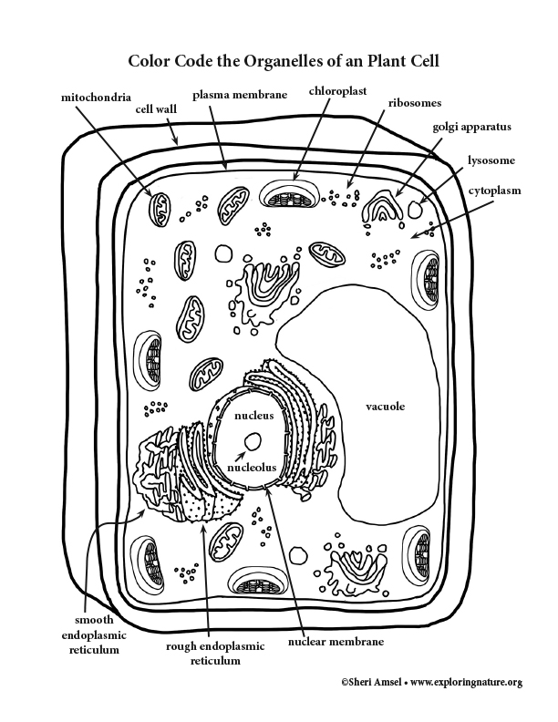 A look at plant cell anelles