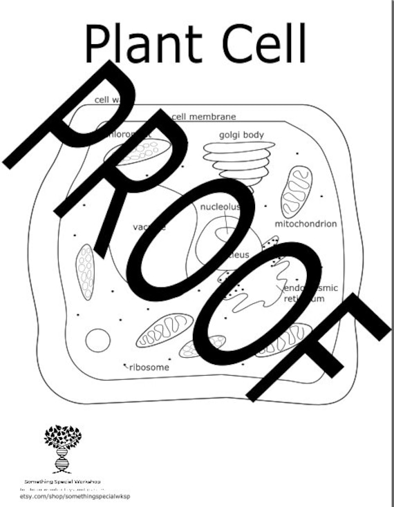 Plant cell coloring sheet