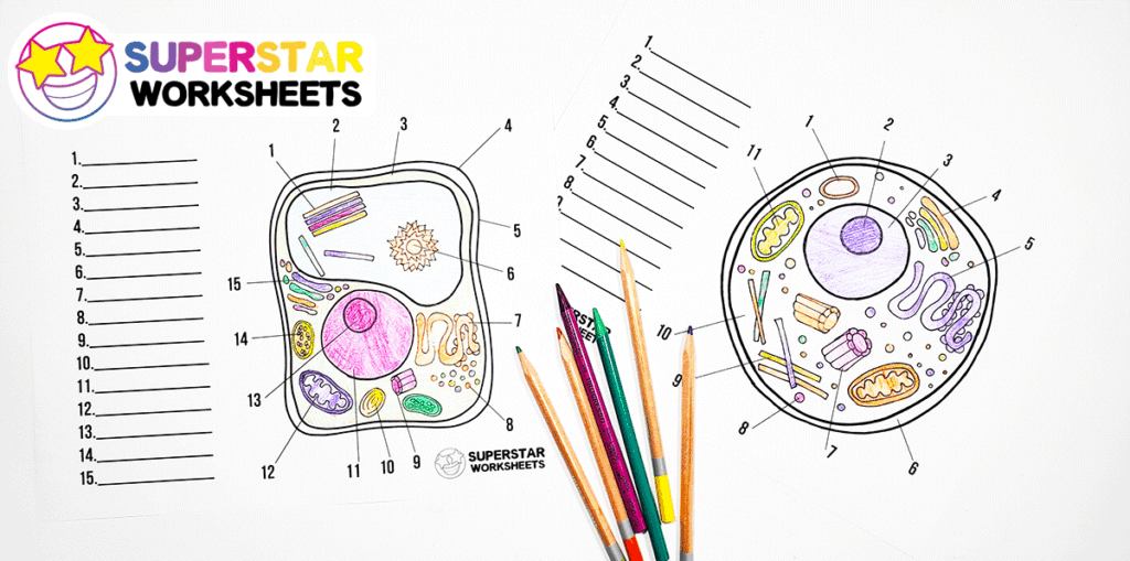 Plant cell worksheets