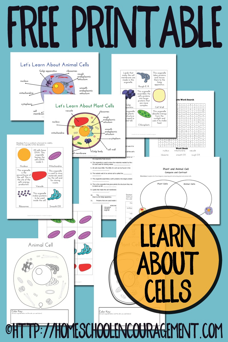 Free plant and animal cell printables