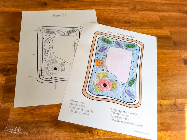 Plant cell coloring worksheet