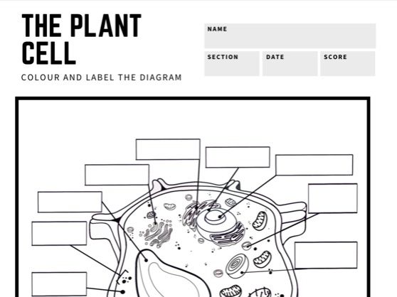 The animal and plant cells colour and label diagram teaching resources