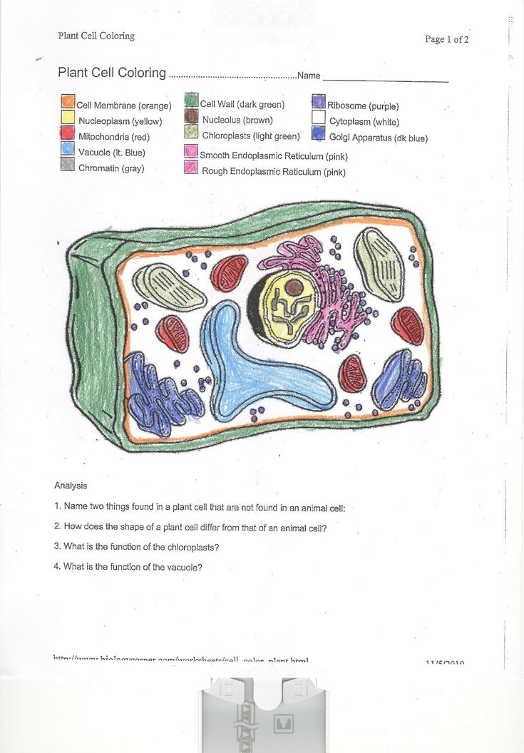 Plant cell coloring worksheet coloring animal cell coloring sheet coloring pages plant and animal cells animal cell color worksheets