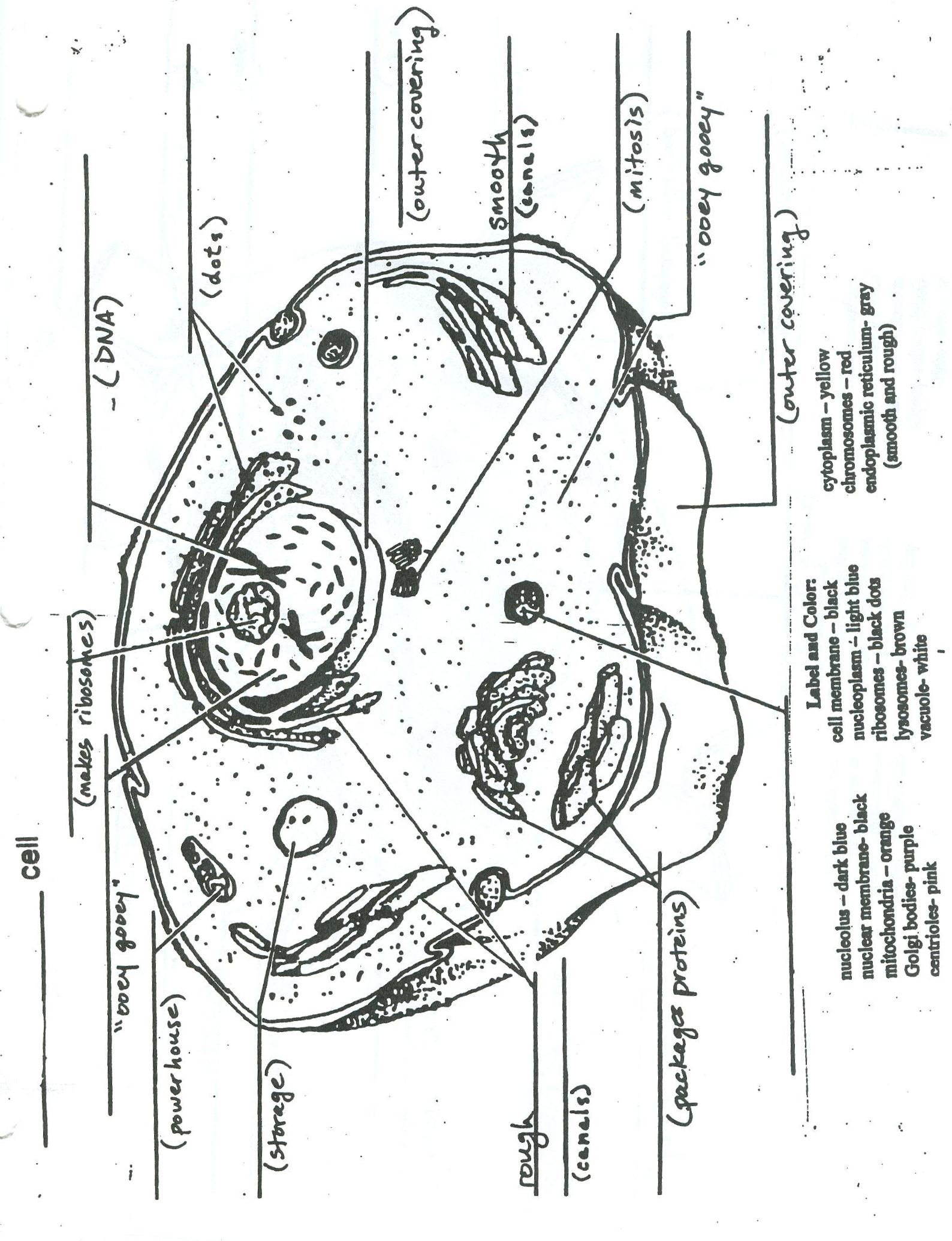 Cell diagrams for animal and plant