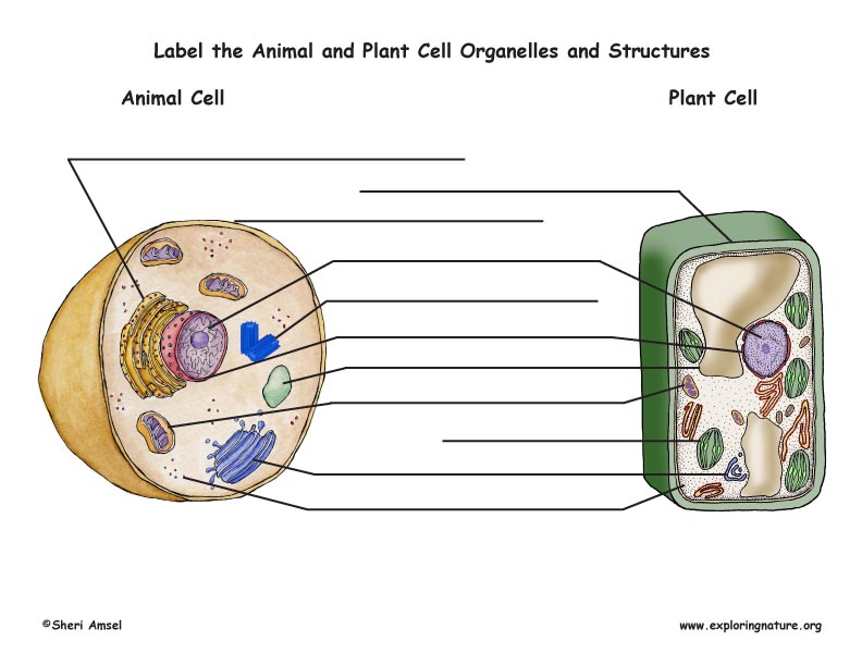 Plant and animal cell labeling color