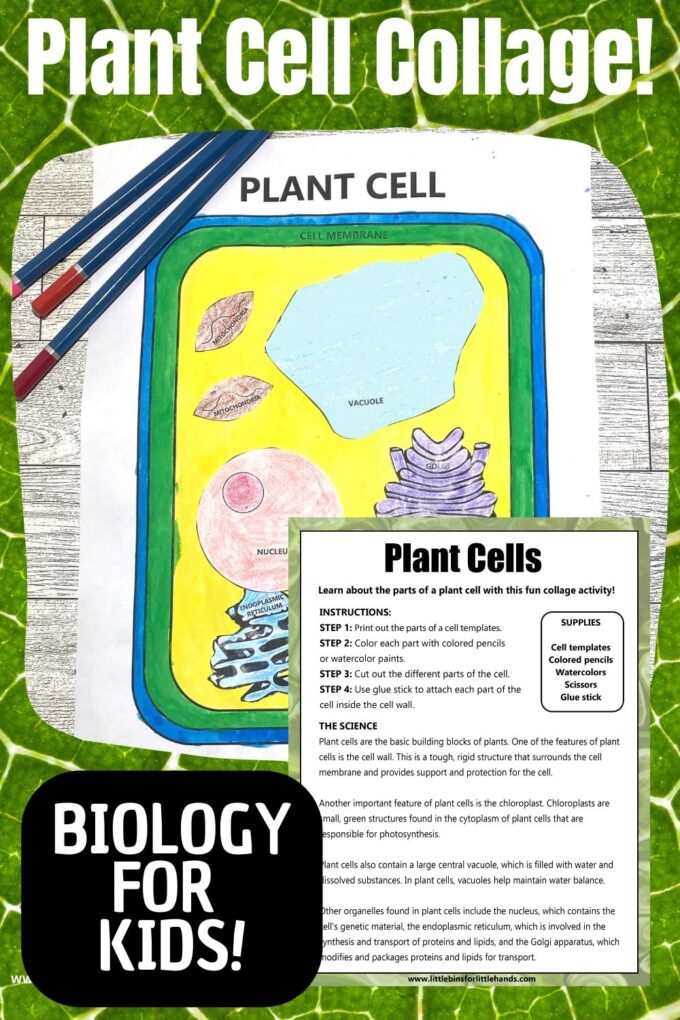 Plant cell coloring activity