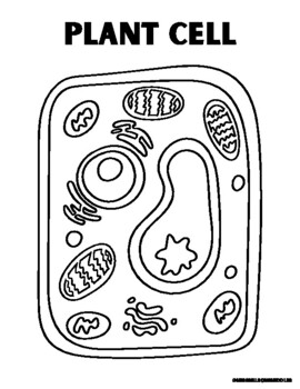Plant animal cell coloring page by missnelsonsmiddles tpt