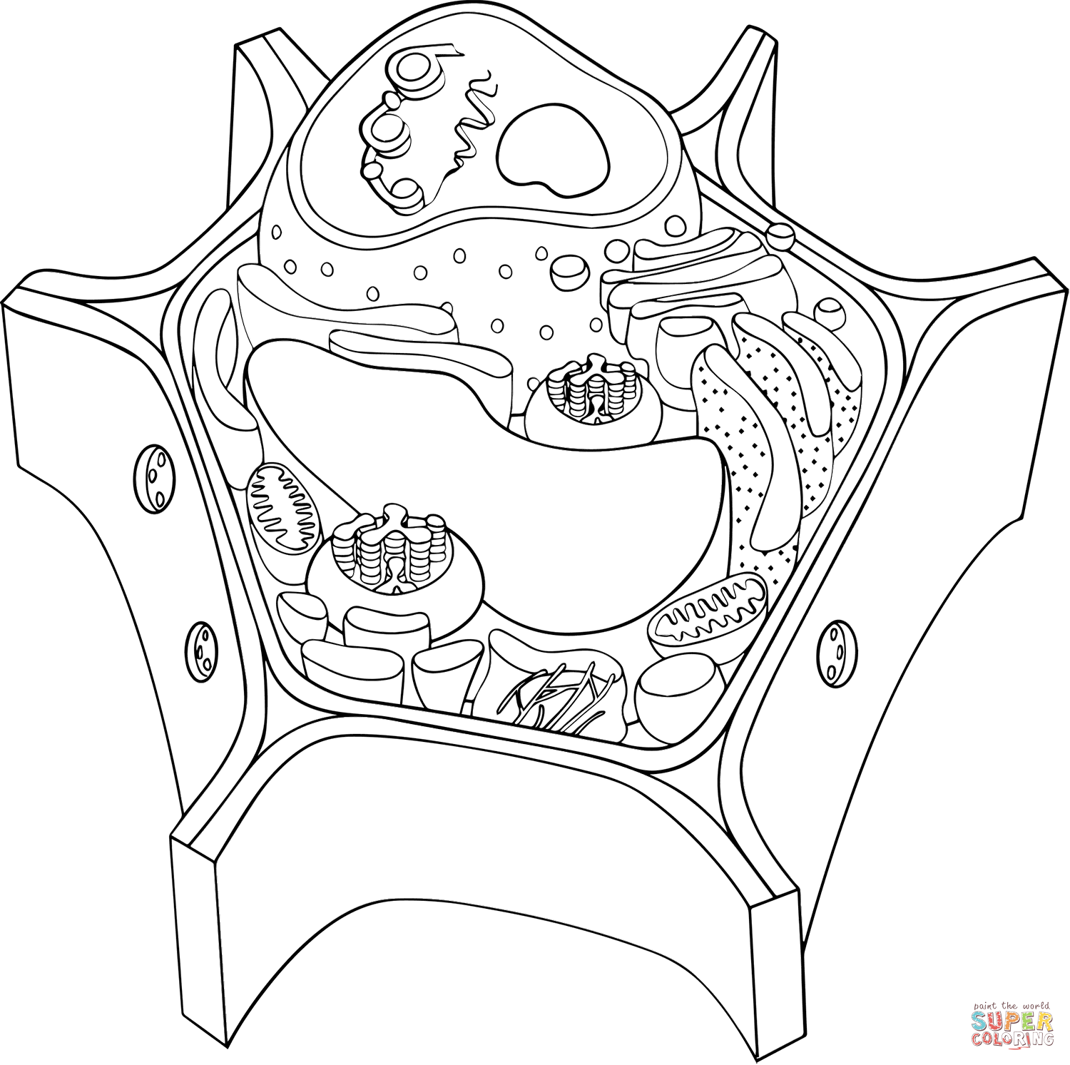 Plant and animal cells coloring page free printable coloring pages
