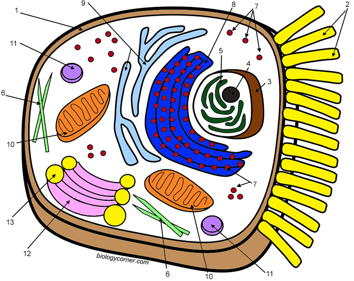 Color the cell and learn the functions of the organelles