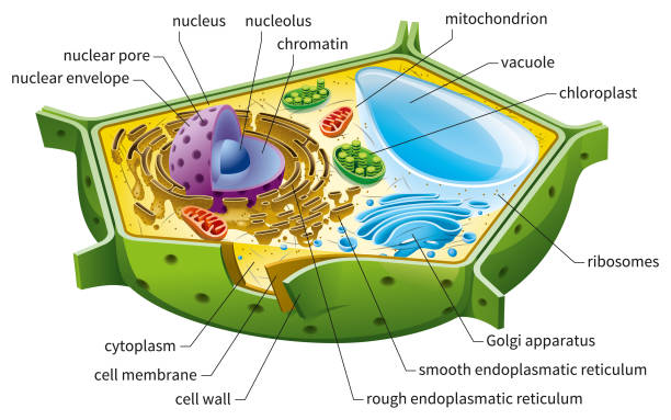 Plant cell diagram stock photos pictures royalty