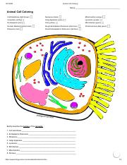 Animal plant cell coloringpdf
