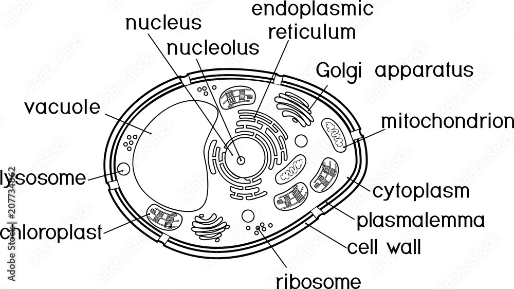 Coloring page plant cell structure with titles vector