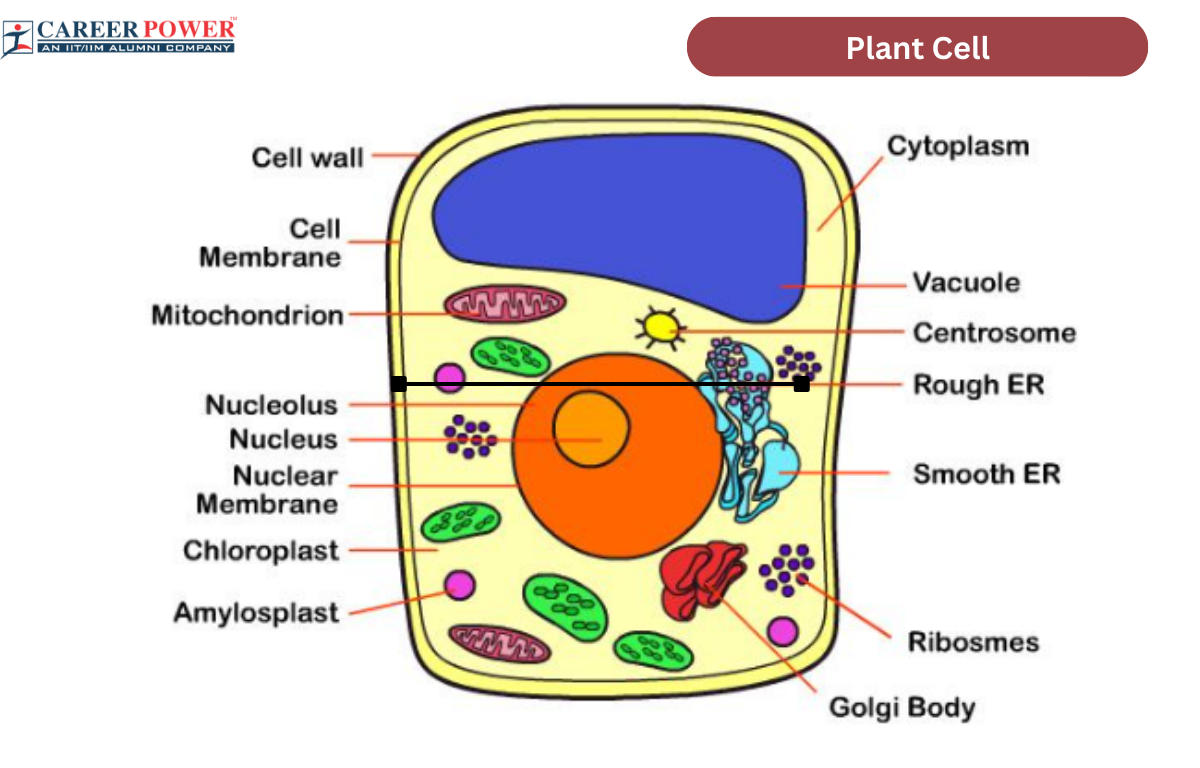 Plant cell diagram structure types and functions
