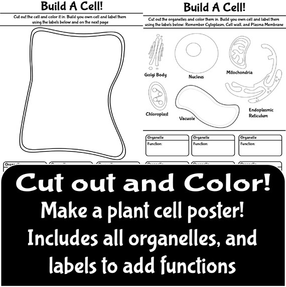 Plant cell activity online activity google slides science homeschool middle school diagram labelling poster coloring