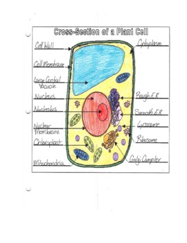 Plant cell labeling and coloring diagram with key tpt