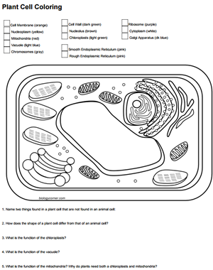Color a plant cell and identify functions color a typical plant cell