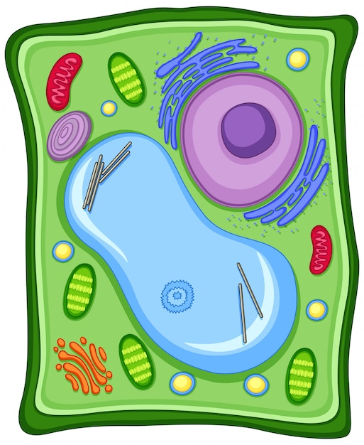 Plant cell images