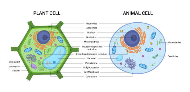 Plant cell diagram stock photos pictures royalty