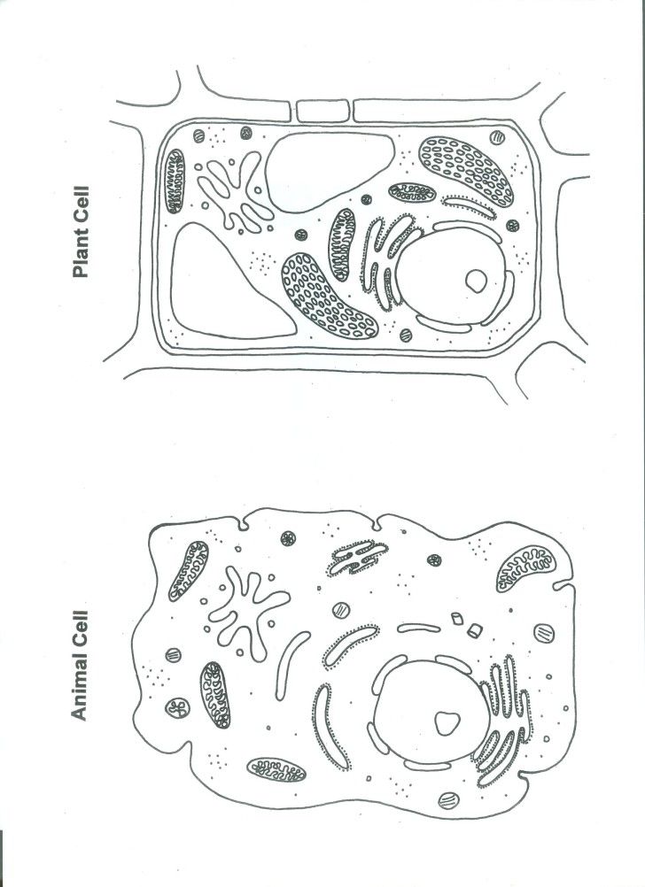 Cell animal and plant cell quiz plant and animal cell color worksheet plant and animal cells plant cells worksheet animal cell drawing