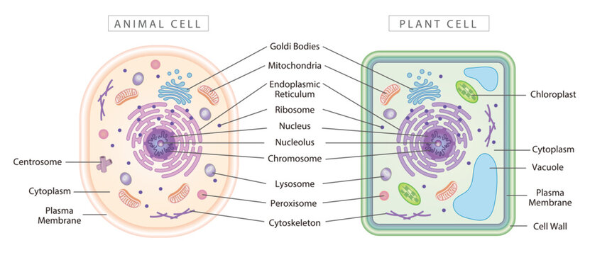 Animal cell images â browse photos vectors and video
