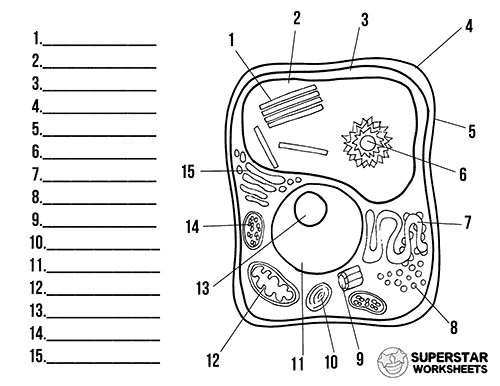 Plant cell worksheets