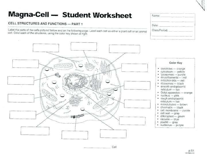 Animal cell labeling sheet áµê áêá part diagram