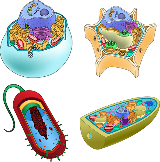 Cell parts ask a biologist