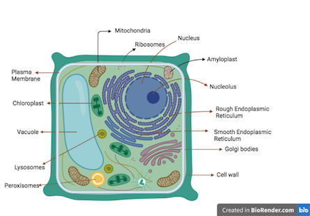 What is plant cell introduction structure and functions with labeled diagram