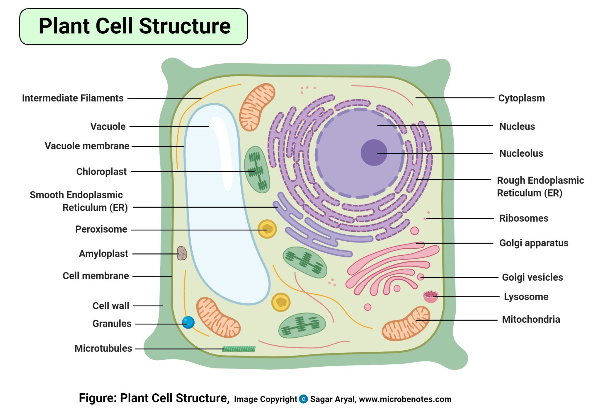 Plant cell structure parts functions labeled diagram