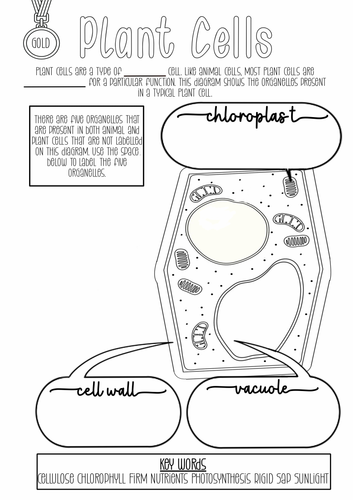 Animal and plant cell differentiated worksheets teaching resources