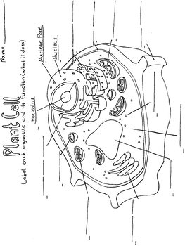 Plant cell coloring page worksheet by tessa arnett tpt