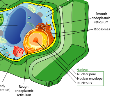 Plant cell parts functions types