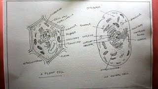 How to draw a plant cell and animal cell step by step