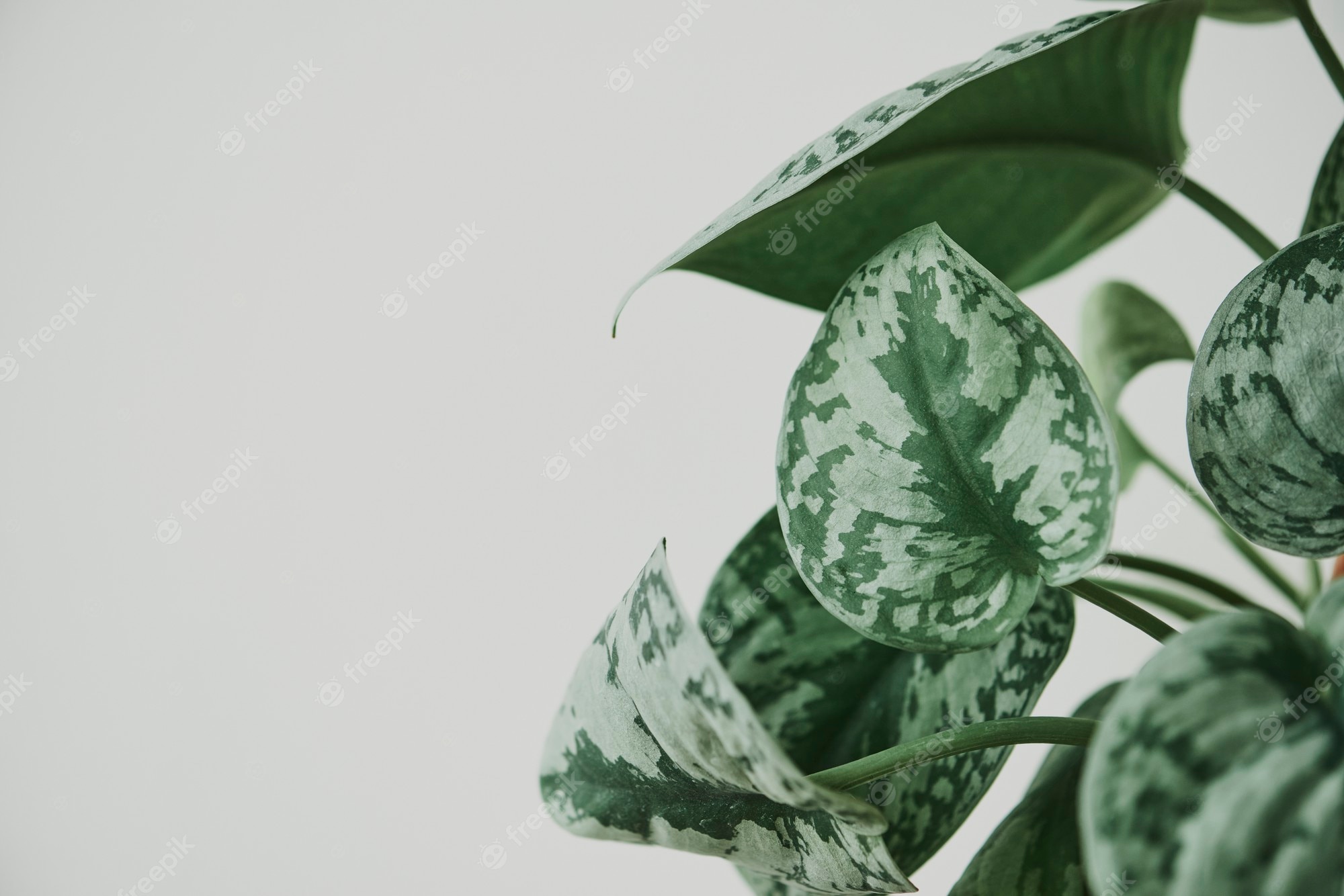 Plant wallpaper desktop images