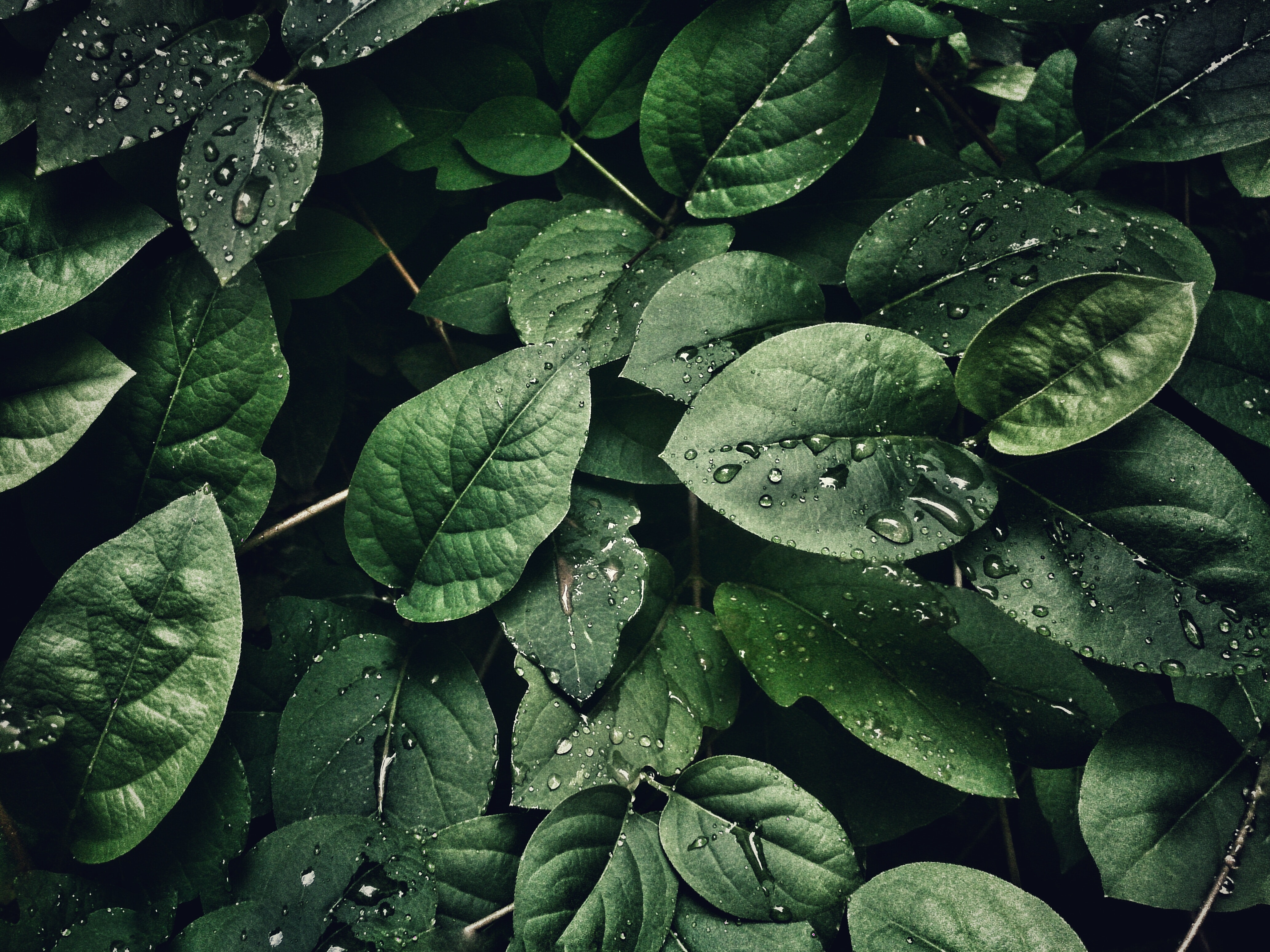 Plants photos download the best free plants stock photos hd images