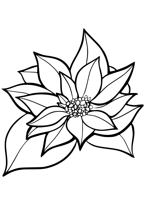 Poinsettia drawing for coloring page free printable nurieworld