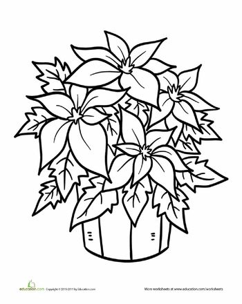 Poinsettia plant worksheet education christmas coloring pages printable christmas coloring pages flower coloring pages