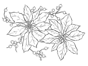 Poinsettia coloring picture by stevens social studies tpt