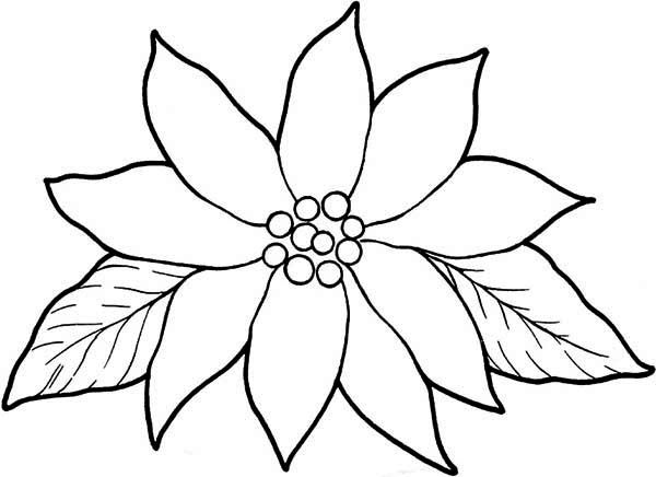 Blooming poinsettia coloring page color luna christmas coloring pages poinsettia flower christmas poinsettia