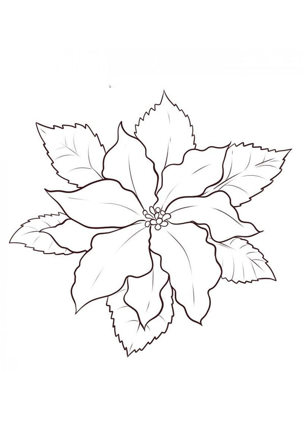 Coloring pages printable poinsettia coloring pages